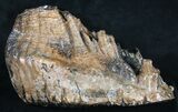 / Woolly Mammoth Molar - North Sea #9678-1